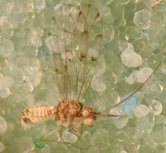 Ectopsocus californicus