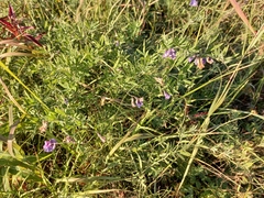 Lathyrus palustris pilosus