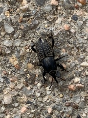 Sphenophorus cicatristriatus