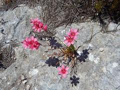 Tritonia squalida