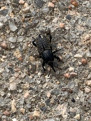 Sphenophorus cicatristriatus