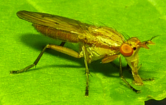 Tetanocera plebeja