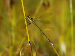 Chlorolestes conspicuus
