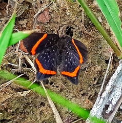 Lysippus Metalmark