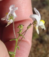 Nemesia ligulata