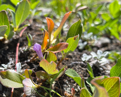 Gentianella propinqua