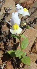 Nemesia ligulata