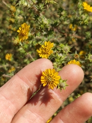 Centromadia parryi australis