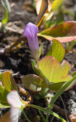 Gentianella propinqua