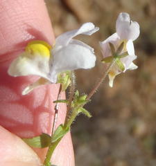 Nemesia ligulata