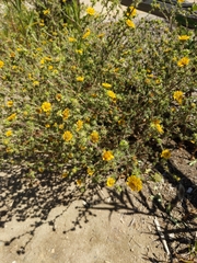 Centromadia parryi australis