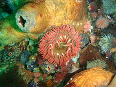 Bunodactis reynaudi