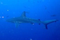 Carcharhinus galapagensis