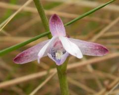 Eulophia hians hians