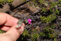 Indigofera sp9a