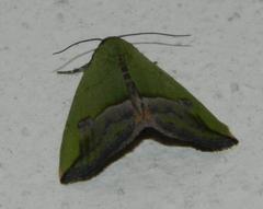 Ozarba nigroviridis