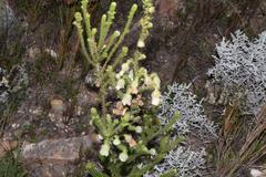 Erica sparrmanni