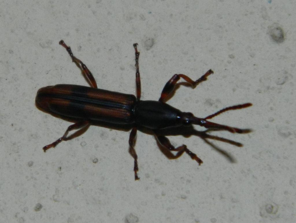 Gynandrorhynchus