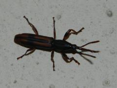 Gynandrorhynchus vittipennis