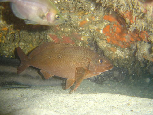 Jutjaw (Parascorpis typus) — Parascorpididae