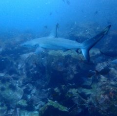 Carcharhinus galapagensis