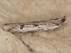 Phycitodes mucidella