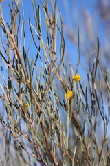 Acacia ramulosa