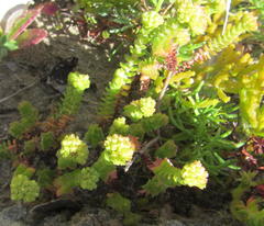 Crassula subulata fastigiata