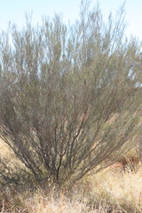 Acacia ramulosa