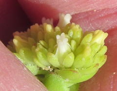 Crassula subulata fastigiata