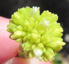 Crassula subulata fastigiata