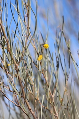 Acacia ramulosa