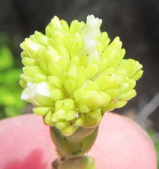 Crassula subulata fastigiata