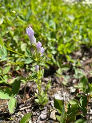 Gentianella propinqua