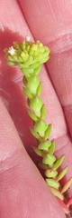 Crassula subulata fastigiata