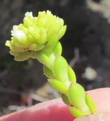 Crassula subulata fastigiata