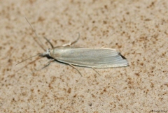 Chilo phragmitella