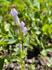 Gentianella propinqua