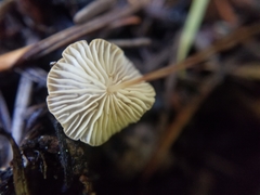 Marasmius armeniacus