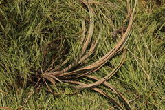 Hypoxis hemerocallidea