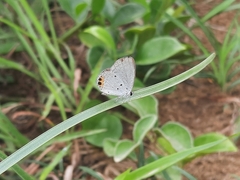 Everes lacturnus