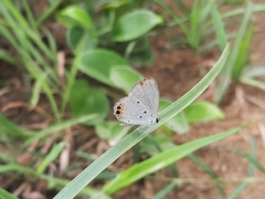 Everes lacturnus