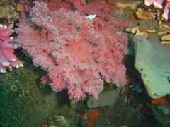 Melithaea rubra