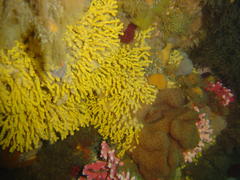 Melithaea rubra
