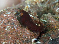 Apletodon dentatus