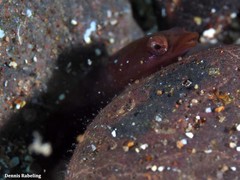 Apletodon dentatus