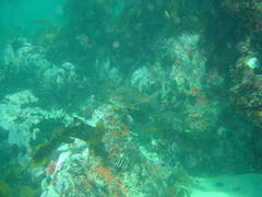 Diplodus hottentotus