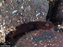Apletodon dentatus