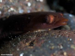 Apletodon dentatus