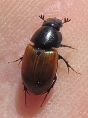 Acrossus rubripennis
